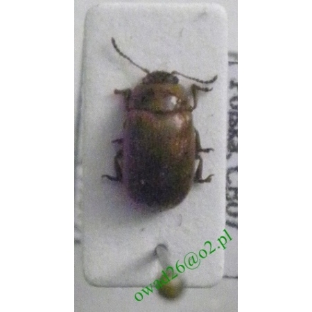 Gonioctena quinquepunctata (Fabricius, 1787) Szubarga pięcioplamka